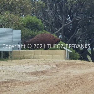 ROzCh71-37 | Travelling Around Australia with Jeff Banks
