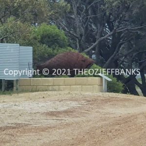 ROzCh72-37 | Travelling Around Australia with Jeff Banks