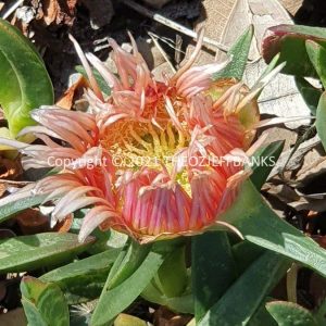 ROzCh75-25F