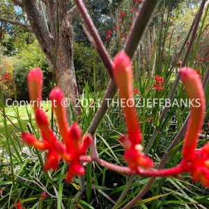 ROzCh78-49F | Travelling Around Australia with Jeff Banks