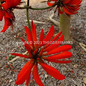 ROzCh78-72F | Travelling Around Australia with Jeff Banks
