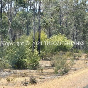 ROzCh79-119 | Travelling Around Australia with Jeff Banks