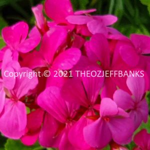 ROzCh79-11F