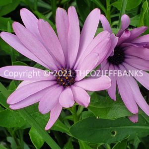 ROzCh79-15F