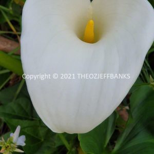 ROzCh79-16F
