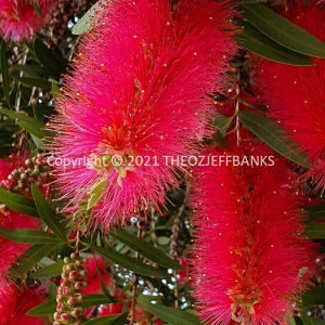 ROzCh79-171F | Travelling Around Australia with Jeff Banks