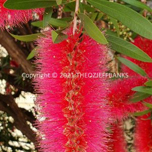 ROzCh79-173F | Travelling Around Australia with Jeff Banks