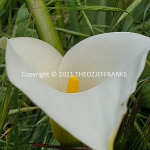 ROzCh79-17F