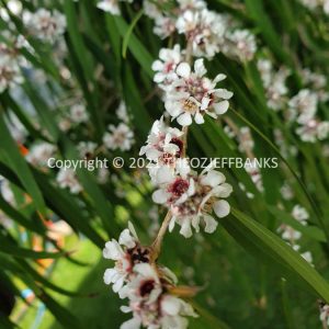 ROzCh79-18F