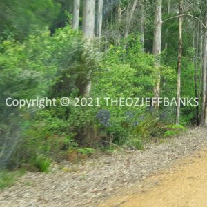 ROzCh79-237 | Travelling Around Australia with Jeff Banks
