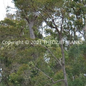 ROzCh79-239 | Travelling Around Australia with Jeff Banks