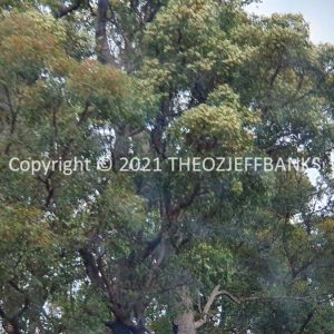 ROzCh79-241 | Travelling Around Australia with Jeff Banks