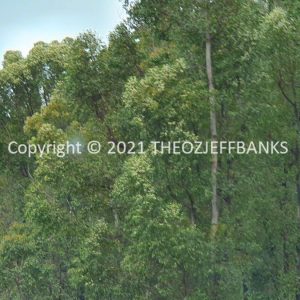 ROzCh79-242 | Travelling Around Australia with Jeff Banks