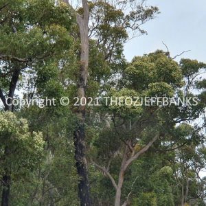 ROzCh79-243 | Travelling Around Australia with Jeff Banks