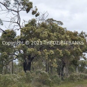 ROzCh79-259 | Travelling Around Australia with Jeff Banks