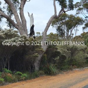 ROzCh79-288 | Travelling Around Australia with Jeff Banks