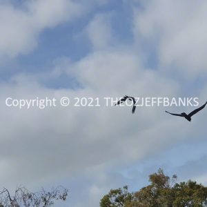 ROzCh79-29 | Travelling Around Australia with Jeff Banks