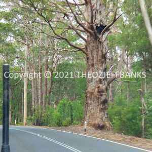 ROzCh79-309 | Travelling Around Australia with Jeff Banks