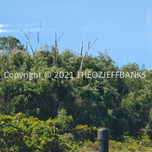 ROzCh80-107 | Travelling Around Australia with Jeff Banks