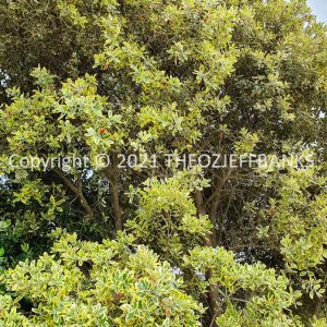 ROzCh80-13F