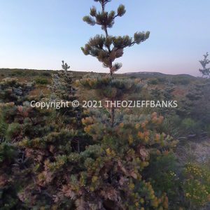 ROzCh82-169F | Travelling Around Australia with Jeff Banks