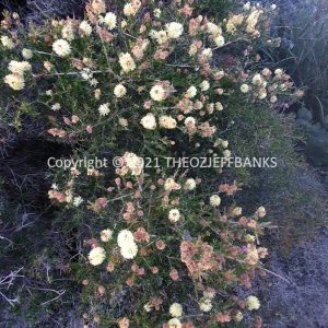 ROzCh82-171F | Travelling Around Australia with Jeff Banks