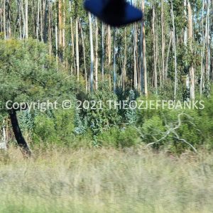 ROzCh82-90 | Travelling Around Australia with Jeff Banks