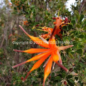 ROzCh83-152F | Travelling Around Australia with Jeff Banks