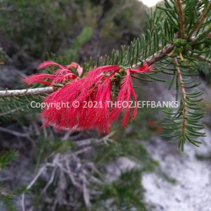 ROzCh83-173F | Travelling Around Australia with Jeff Banks