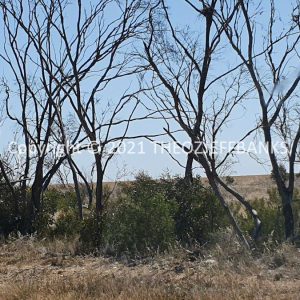 ROzCh84-16 | Travelling Around Australia with Jeff Banks