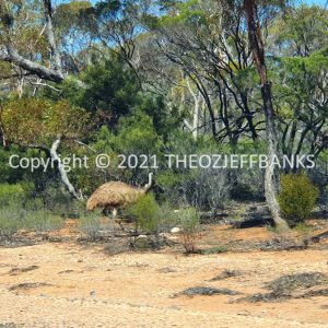 ROzCh84-49 | Travelling Around Australia with Jeff Banks