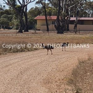 ROzCh84-77 | Travelling Around Australia with Jeff Banks