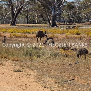 ROzCh84-78 | Travelling Around Australia with Jeff Banks