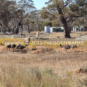 ROzCh84-79 | Travelling Around Australia with Jeff Banks