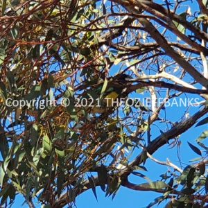 ROzCh84-81 | Travelling Around Australia with Jeff Banks