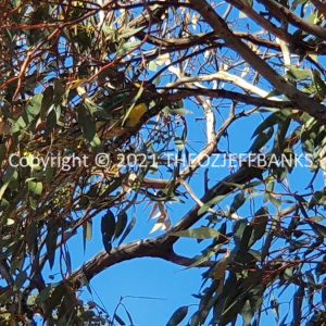 ROzCh84-82 | Travelling Around Australia with Jeff Banks