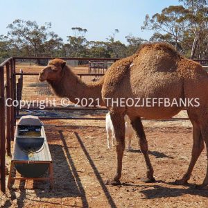 ROzCh84-85 | Travelling Around Australia with Jeff Banks