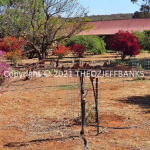 ROzCh84-87 | Travelling Around Australia with Jeff Banks