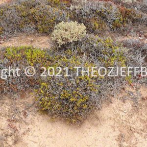 ROzCh86-65F | Travelling Around Australia with Jeff Banks