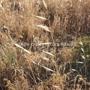 ROzCh91-14F