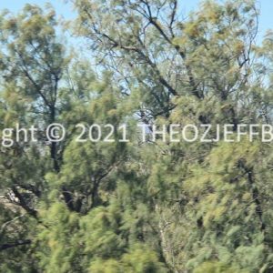 ROzCh91-88 | Travelling Around Australia with Jeff Banks