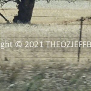ROzCh92-11