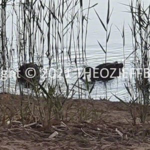 ROzCh92-162 | Travelling Around Australia with Jeff Banks