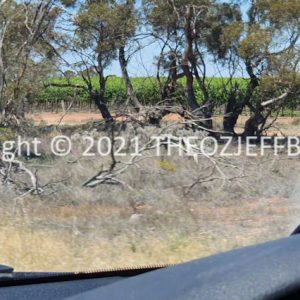 ROzCh92-48 | Travelling Around Australia with Jeff Banks