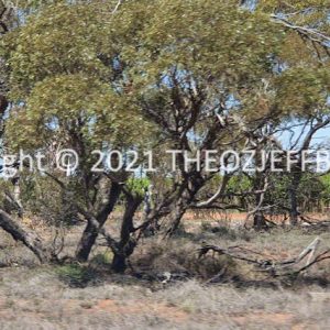 ROzCh92-49 | Travelling Around Australia with Jeff Banks