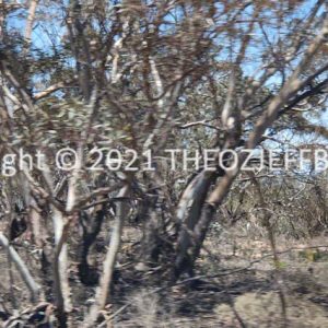 ROzCh92-54 | Travelling Around Australia with Jeff Banks