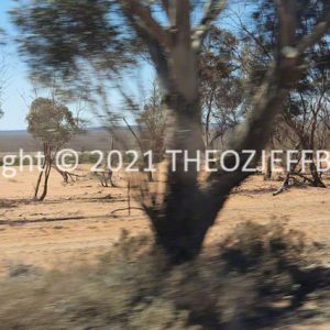 ROzCh92-87 | Travelling Around Australia with Jeff Banks