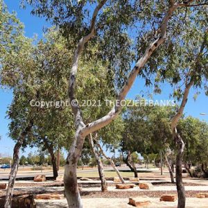 SSNMCh14-21C | Travelling Around Australia with Jeff Banks