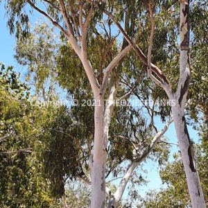 SSNMCh14-35C | Travelling Around Australia with Jeff Banks