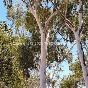 SSNMCh14-36C | Travelling Around Australia with Jeff Banks
